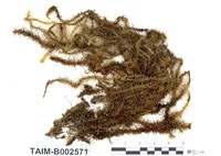 藏品(擬木毛苔)的圖片